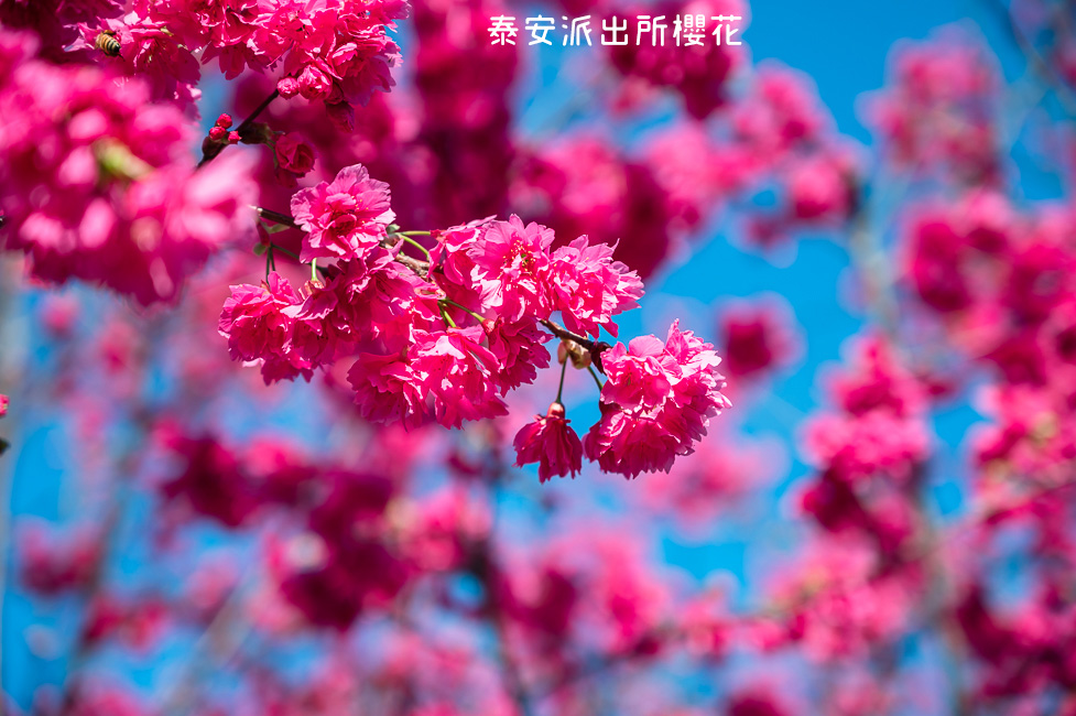 2021年泰安櫻花季，全台最美的泰安派出所，粉紅櫻花盛開中,台中,泰安,櫻花,后里區,賞櫻,花海,花季-1